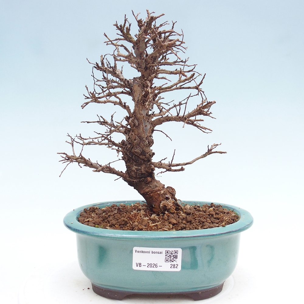 Bonsai zewnętrzne - Zelkova - Zelkova NIRE