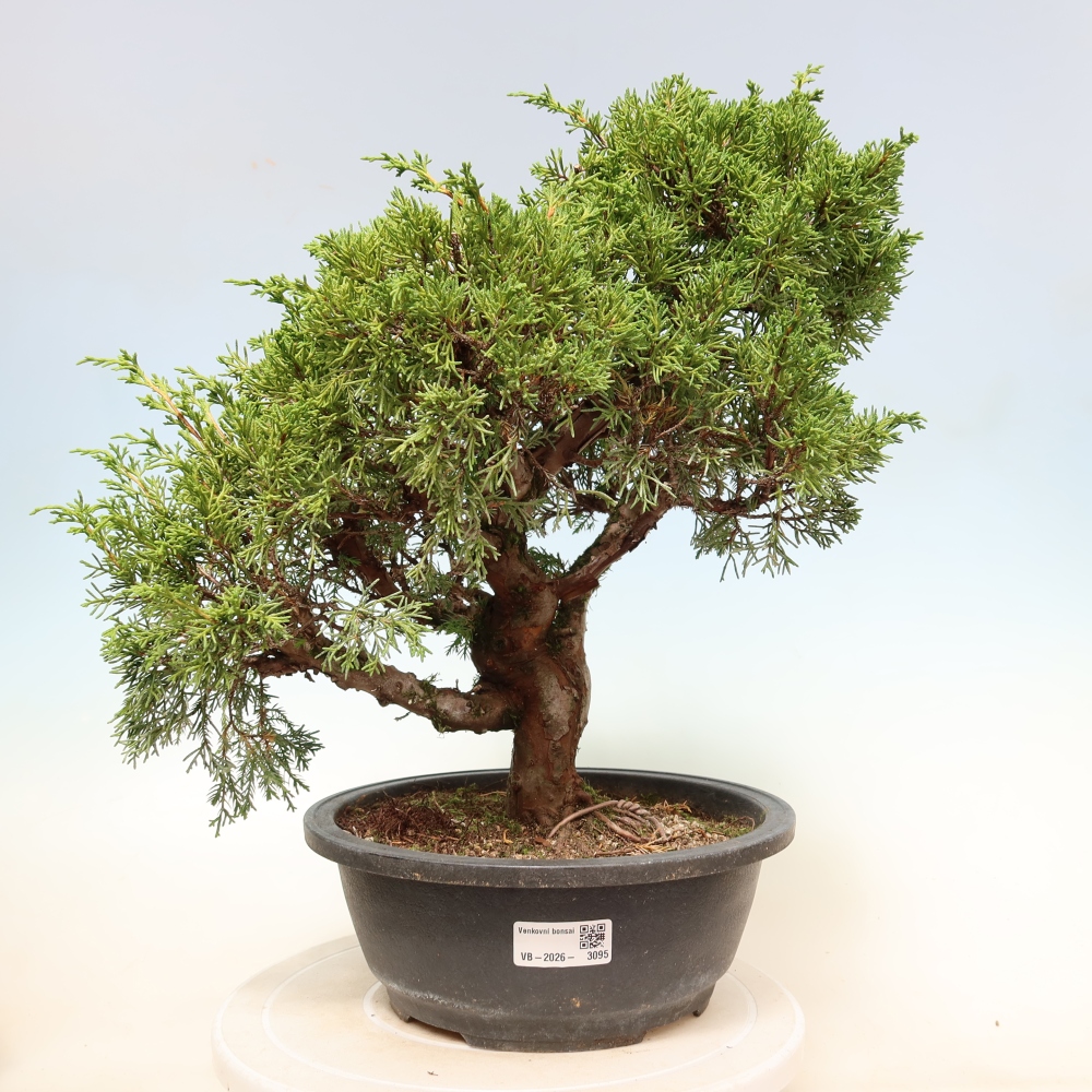 Bonsai ogrodowe – Juniperus chinensis Itoigawa – jałowiec chiński