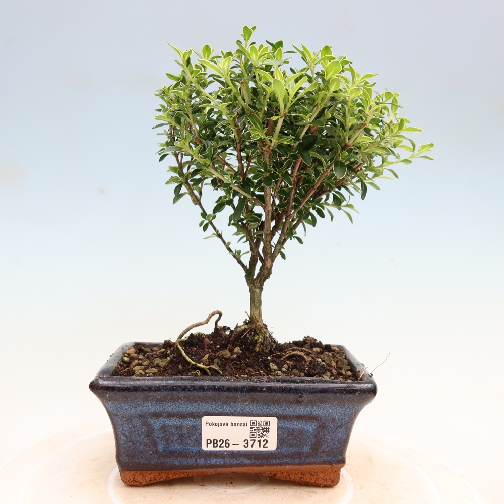 Bonsai pokojowe – Serissa foetida Variegata – Drzewo tysiąca gwiazd