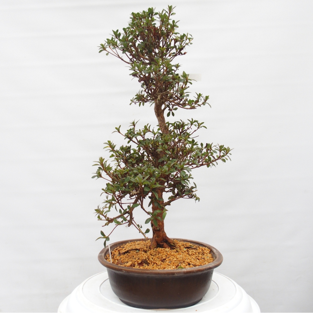 Bonsai zewnętrzne - Azalia japońska - Azalia Hanatsuzuri