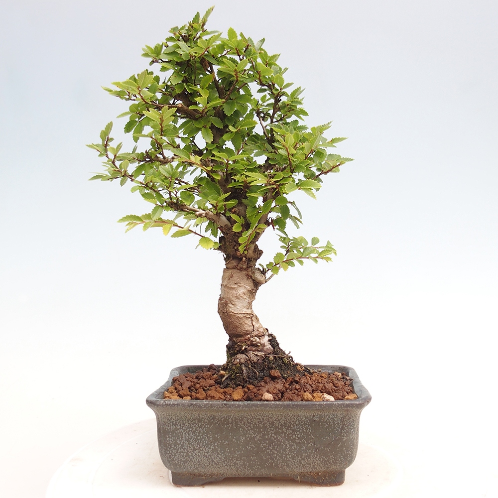 Outdoor bonsai - Zelkova - Zelkova NIRE