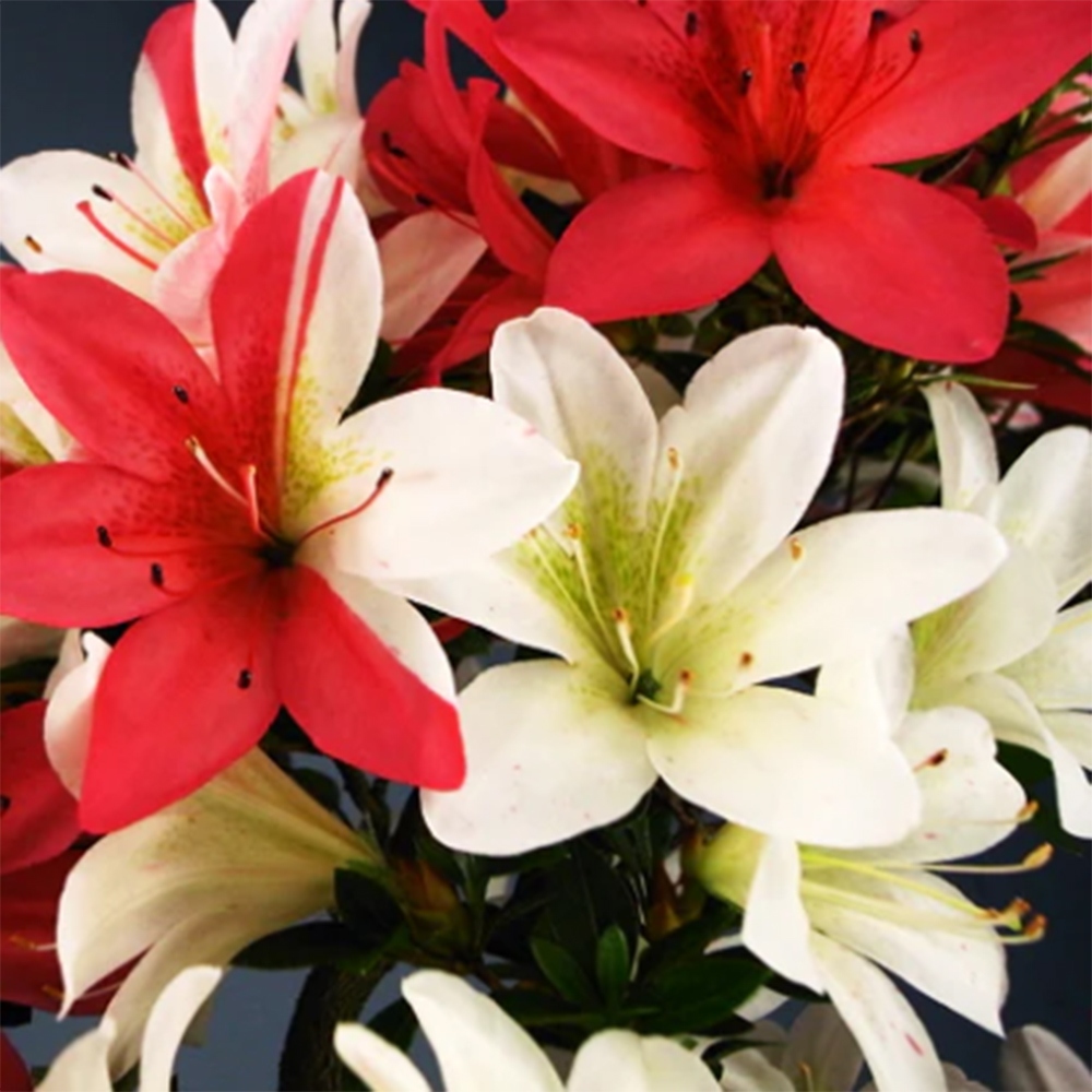 Bonsai zewnętrzne - Azalia japońska - Azalia Hanatsuzuri