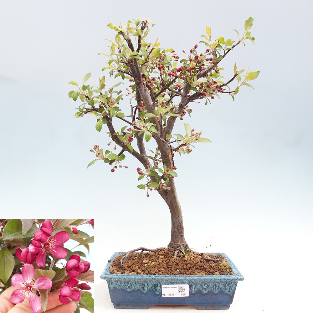 Outdoor bonsai - Malus domestica - Jabłoń czerwonolistna o małych owocach
