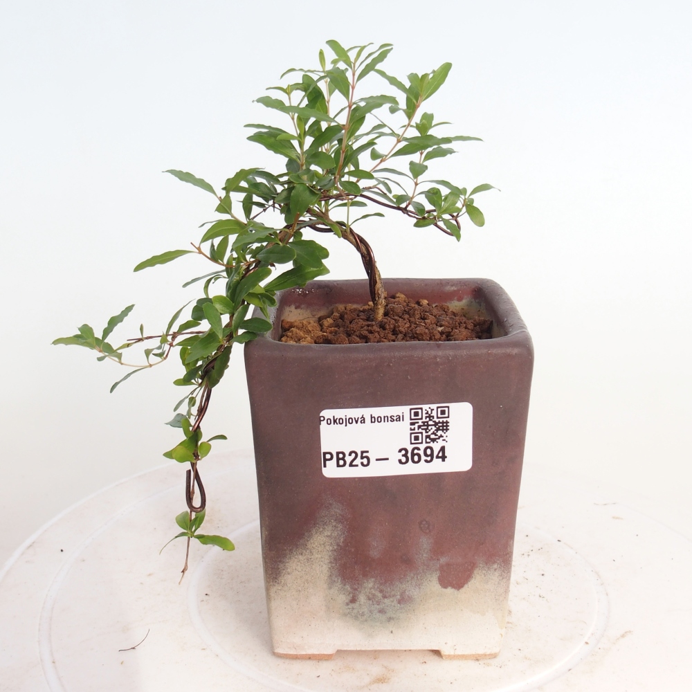 Pokój bonsai - PUNICA granatum nana - jabłko granatu