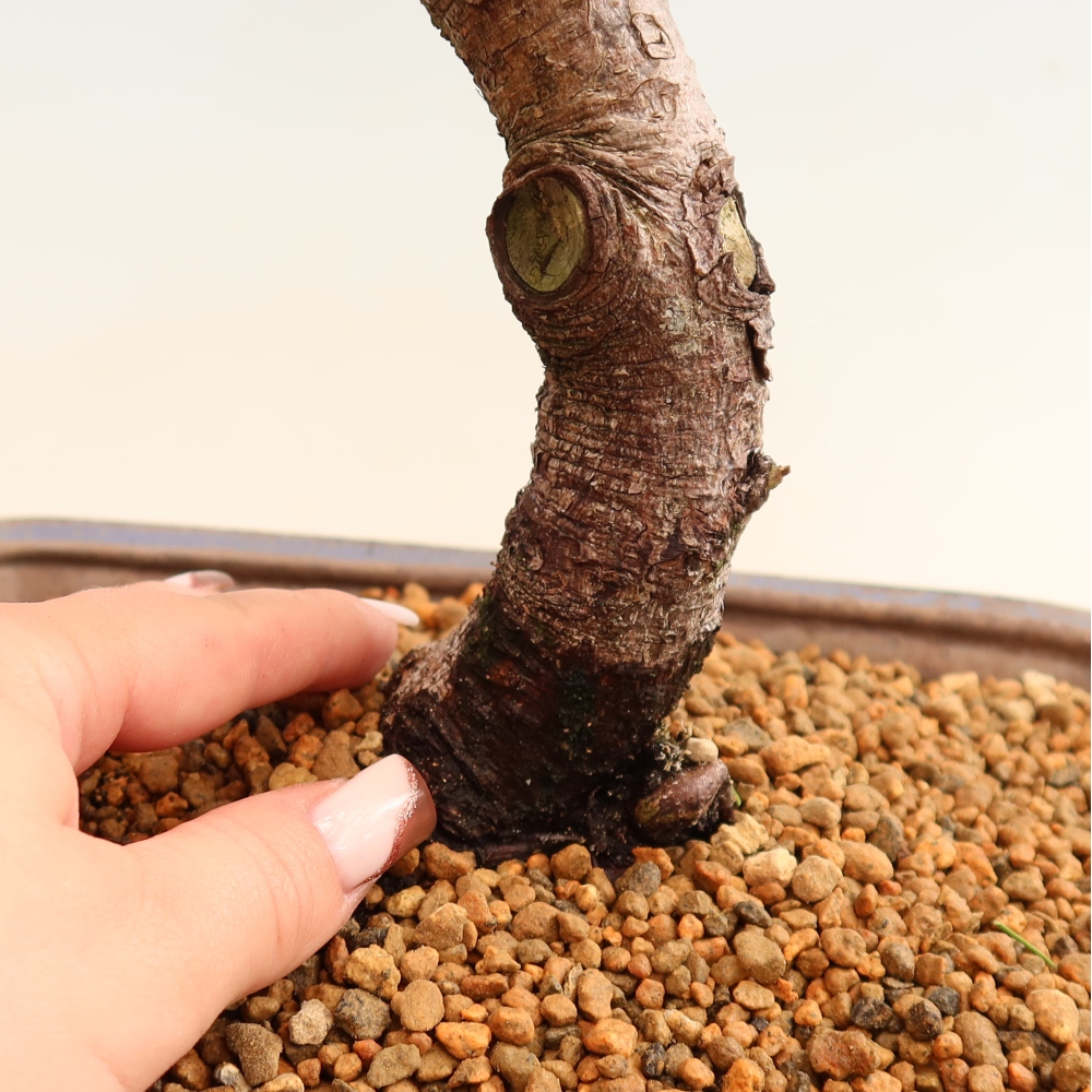 Bonsai ogrodowe – Pinus mugo Humpy – sosna karłowata
