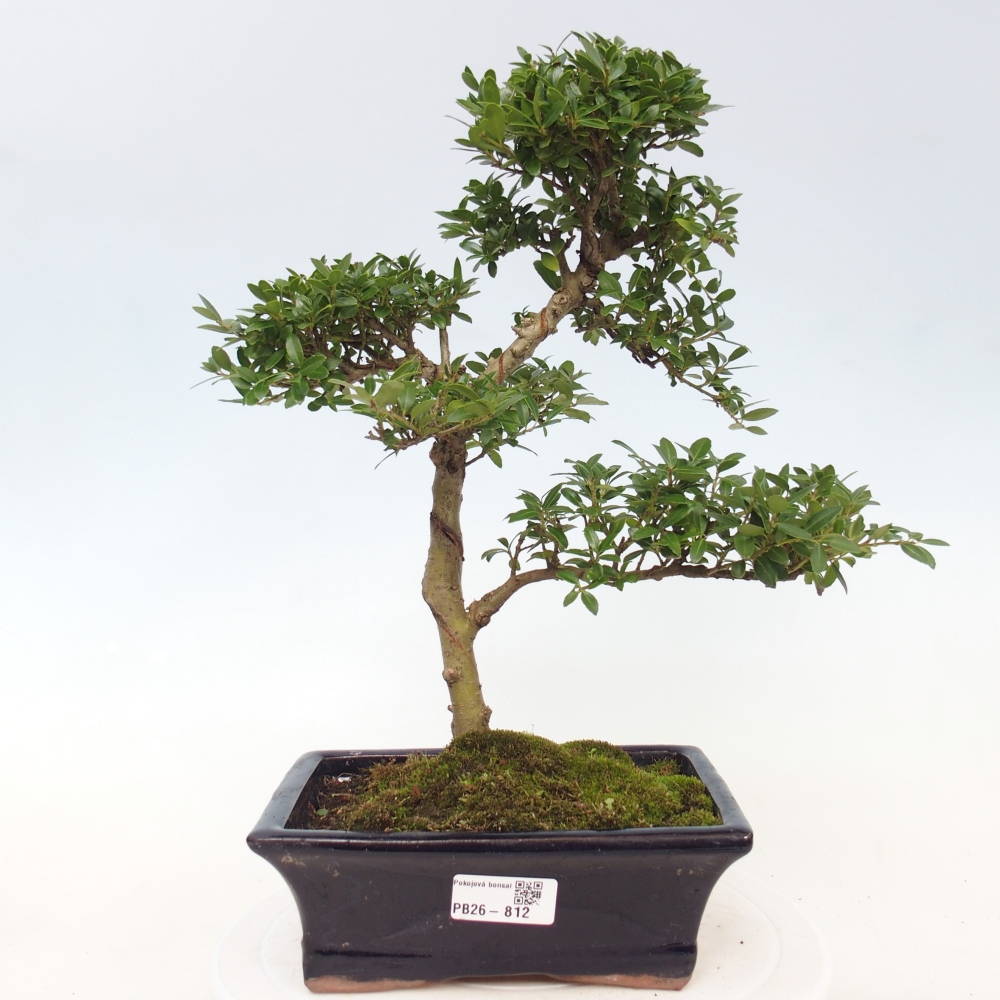 Pokój bonsai - Ilex crenata - Ostrokrzew