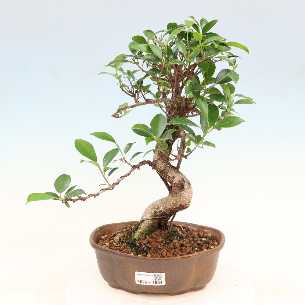 Pokój bonsai - Ficus retusa - figowiec drobnolistny
