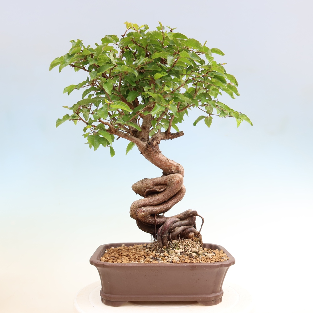 Outdoor bonsai - Carpinus coreana - grab koreański