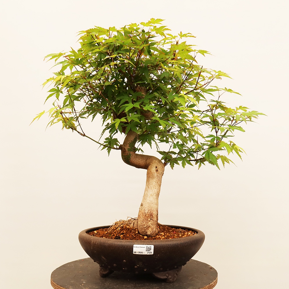 Outdoor bonsai - Klon palmowy - Palmy