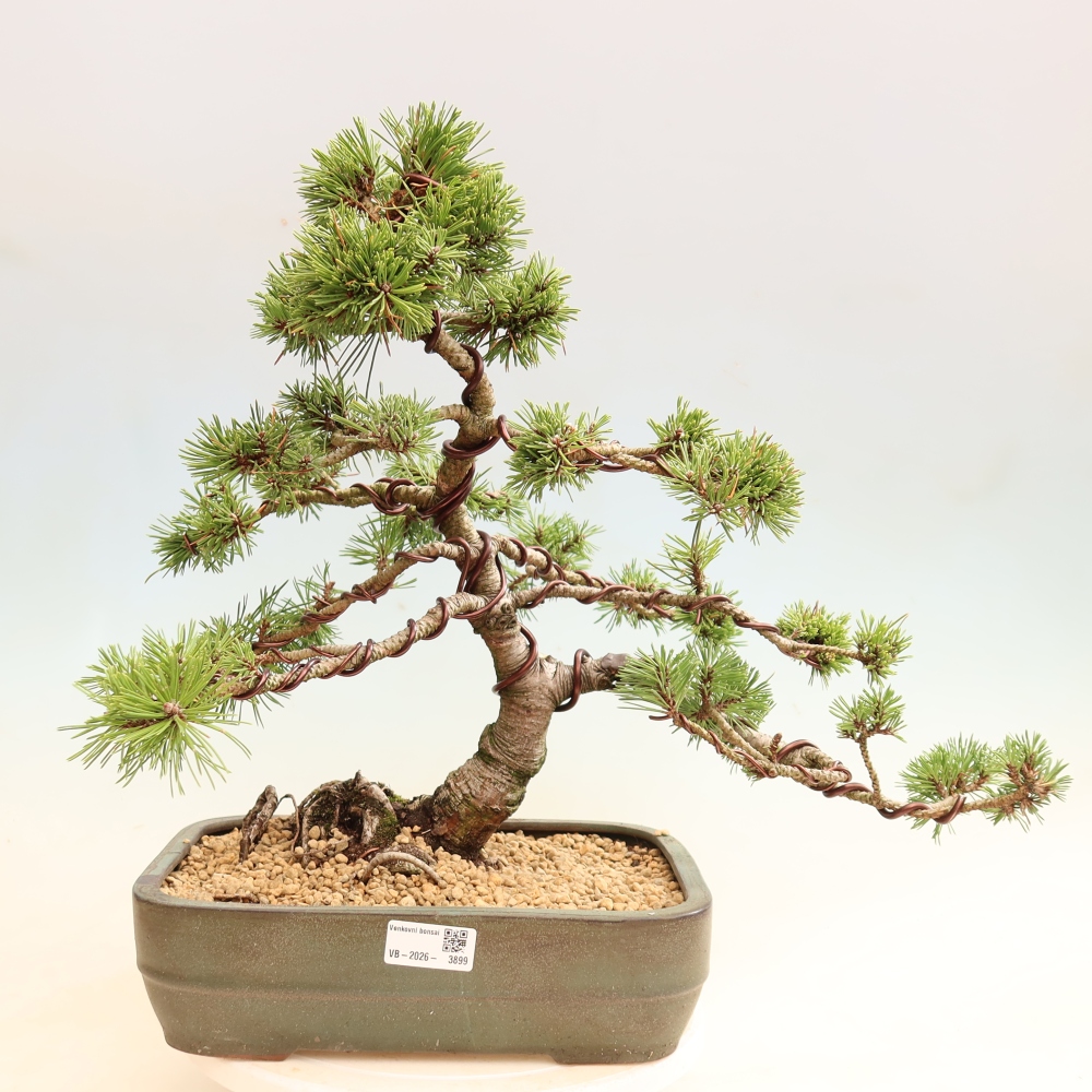 Bonsai ogrodowe – Pinus mugo Humpy – sosna karłowata