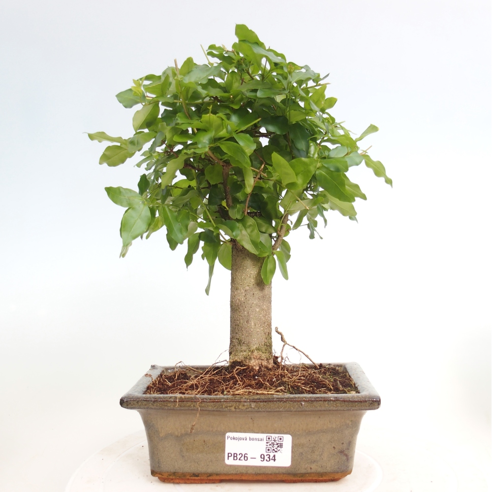 Pokój bonsai - Ligustrum chinensis - Dziób ptaka