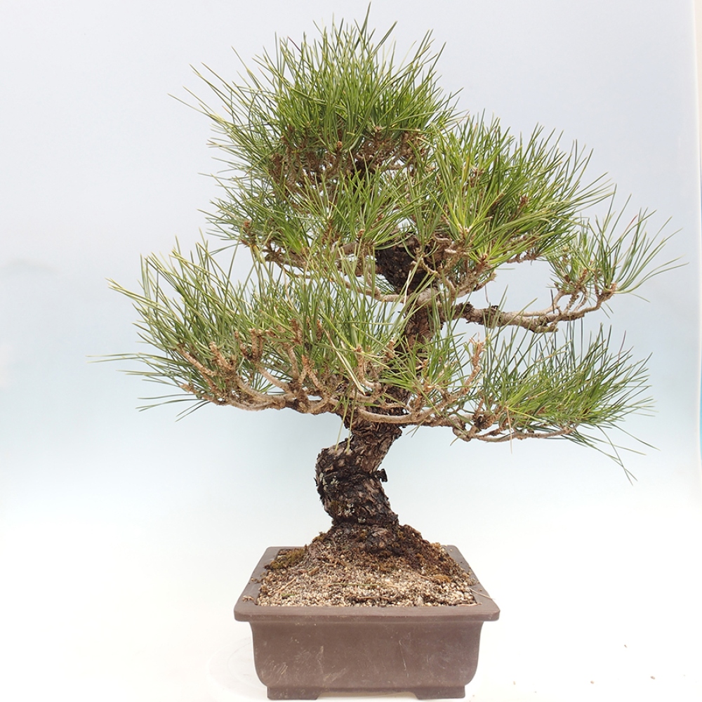 Outdoor bonsai - Pinus thunbergii - sosna Thunberga