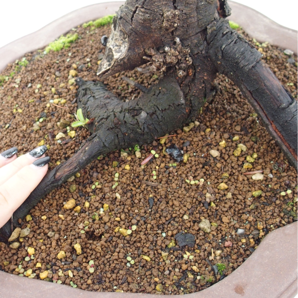 Outdoor bonsai - Prunus spinosa - tarnina