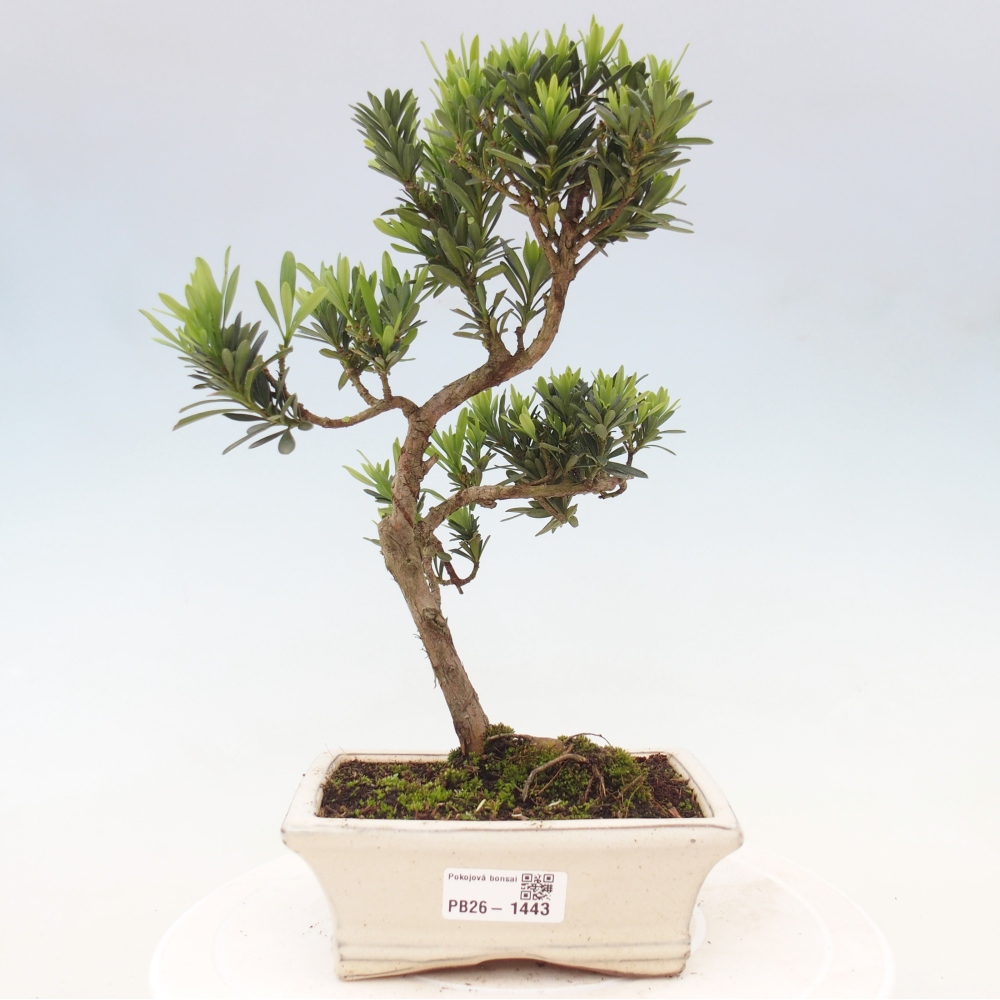 Pokój bonsai - Podocarpus - Kamienny cis