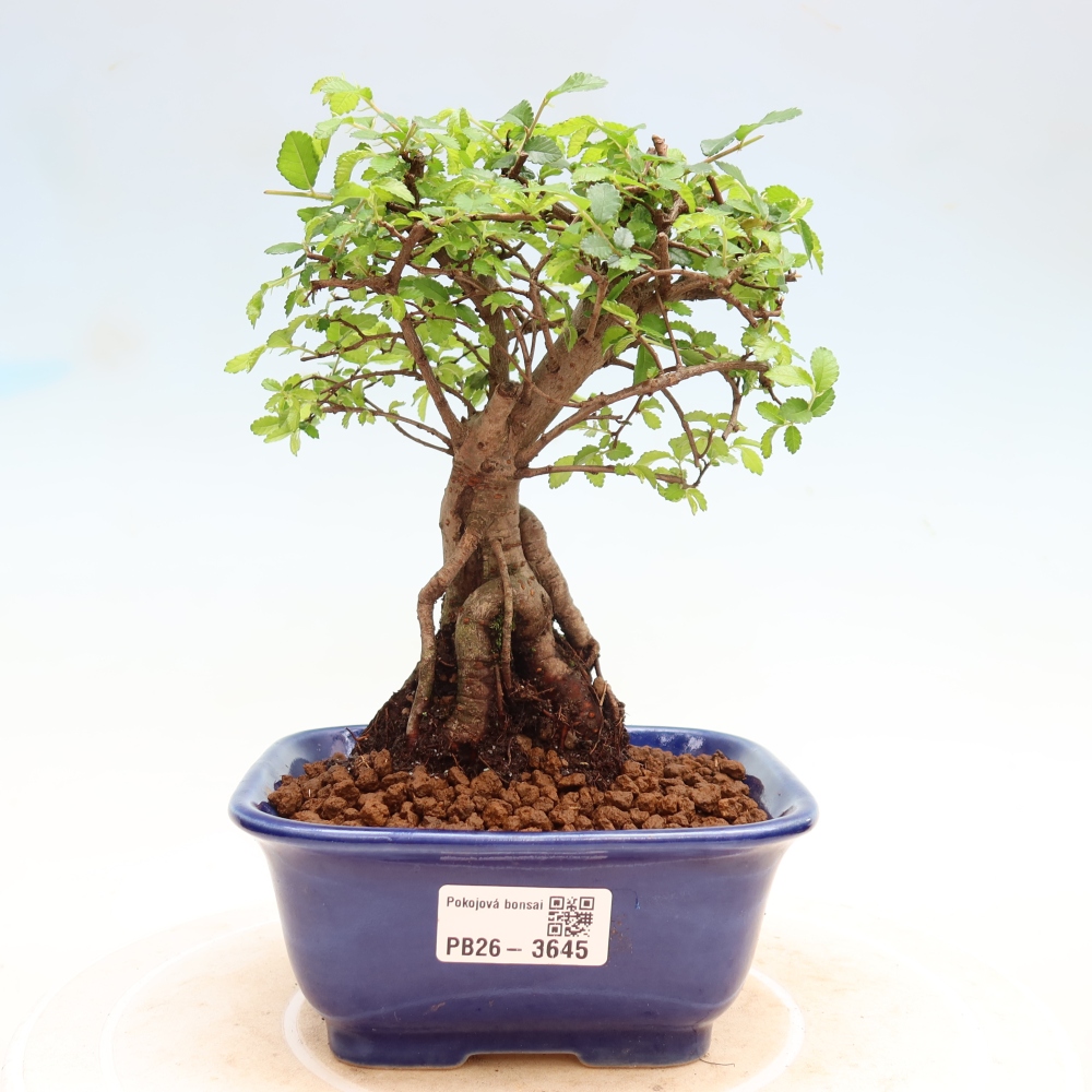 Pokój bonsai - Ulmus parvifolia - Wiąz drobnolistny