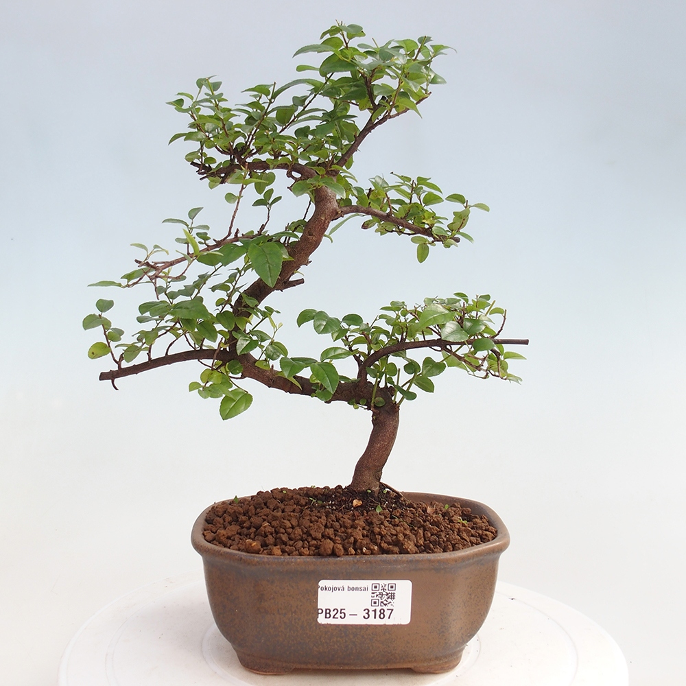 Bonsai wewnętrzne - Sagerécie thea - Sagerécie thea