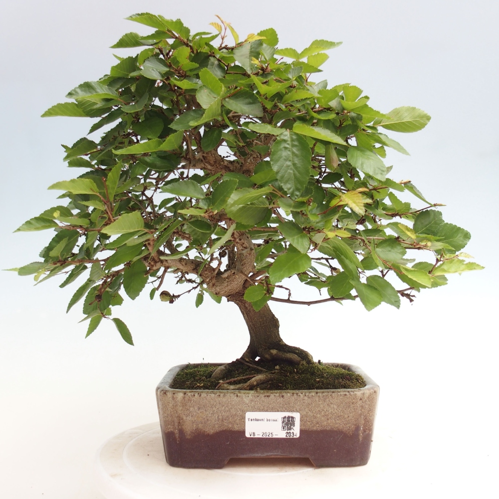 Bonsai zewnętrzne -Carpinus CARPINOIDES - grab koreański