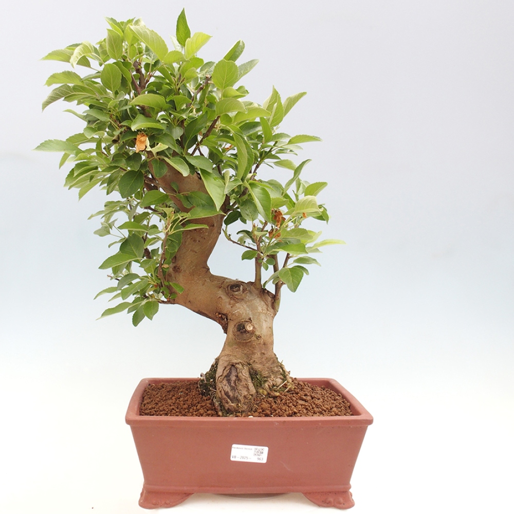 Bonsai plenerowe - Malus Halliana - Jabłoń drobnoowocowa
