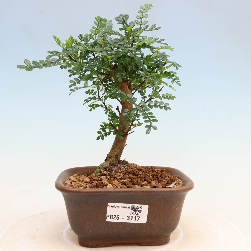 Pokój bonsai - Zantoxylum piperitum - drzewo pieprzowe