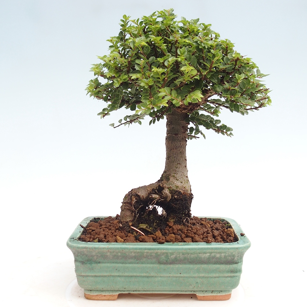 Bonsai zewnętrzne - Ulmus parvifolia Hokkaido - wiąz chiński