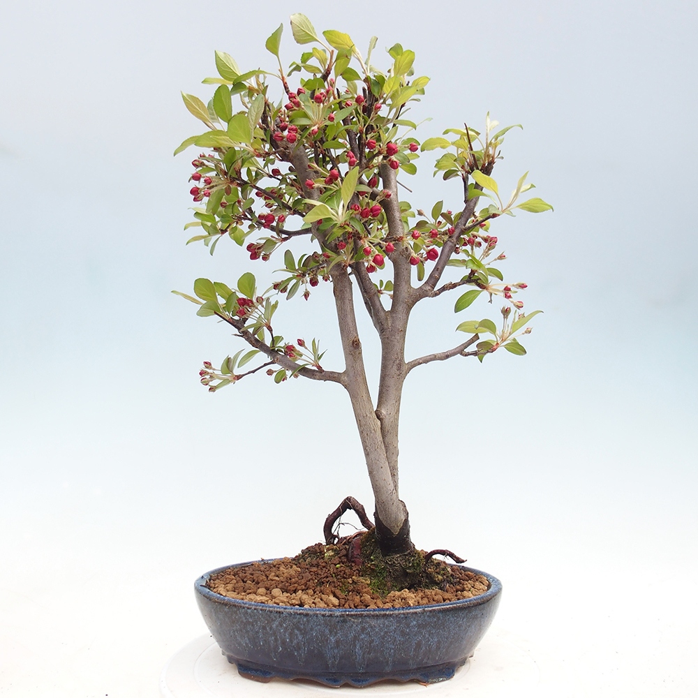 Outdoor bonsai - Malus domestica - Jabłoń czerwonolistna o małych owocach
