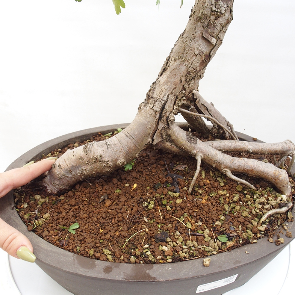 Bonsai zewnętrzne - Głóg - Crataegus monogyna
