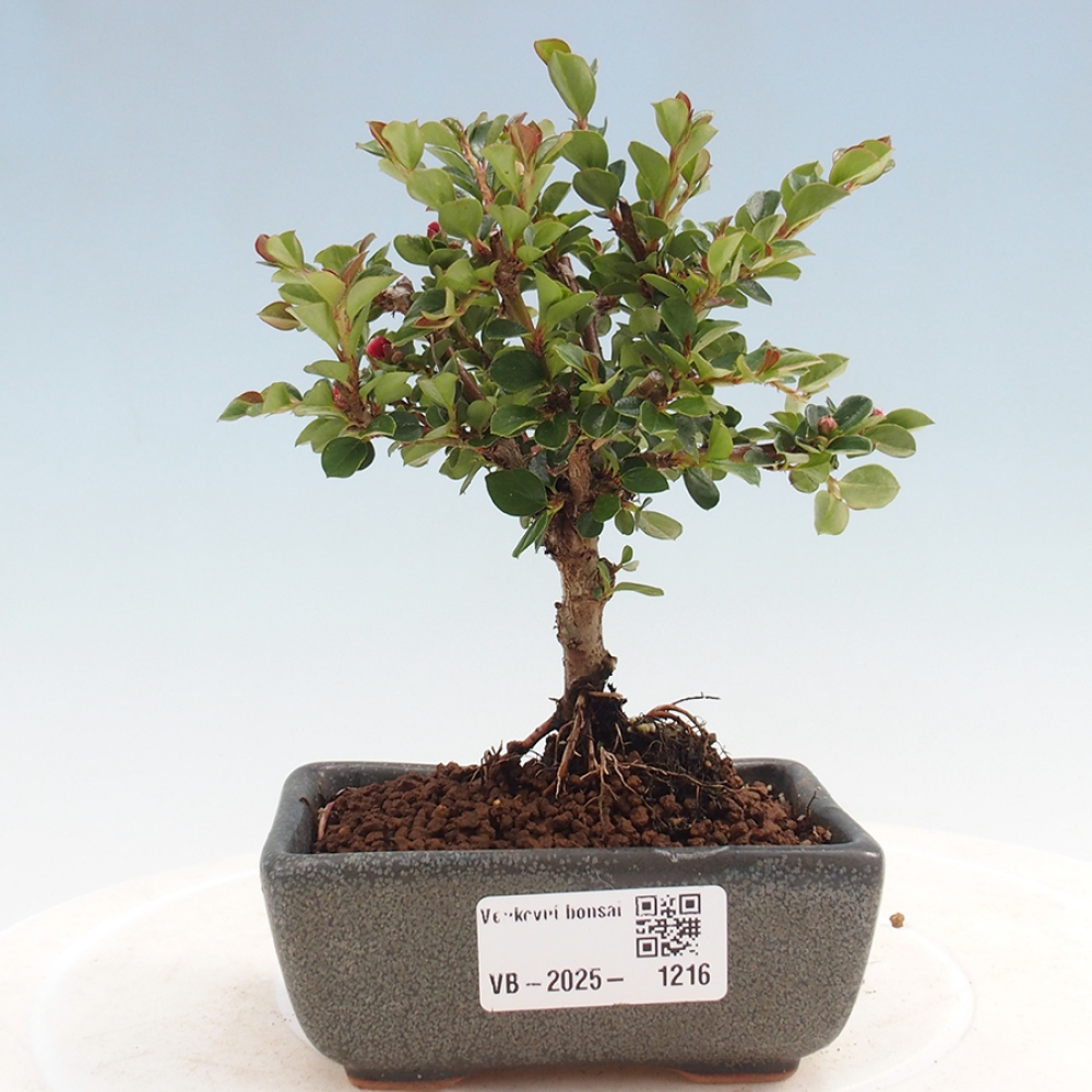 Plenerowe bonsai - Irga pozioma - Drzewo skalne