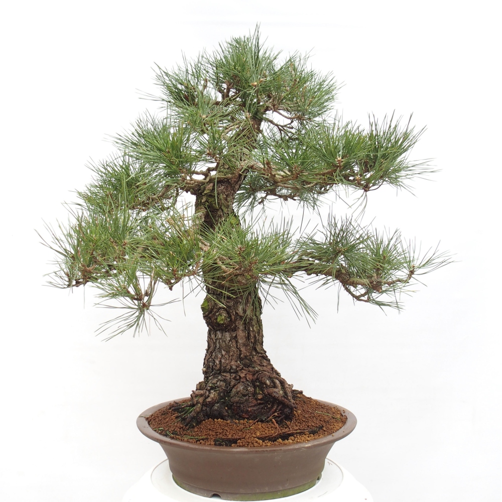 Bonsai ogrodowe - Pinus thunbergii - Sosna Thunberg