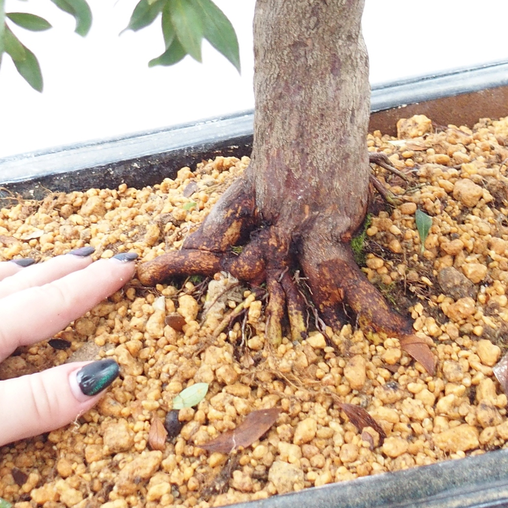 Bonsai zewnętrzne - Azalia japońska - Azalia CHIHIRO