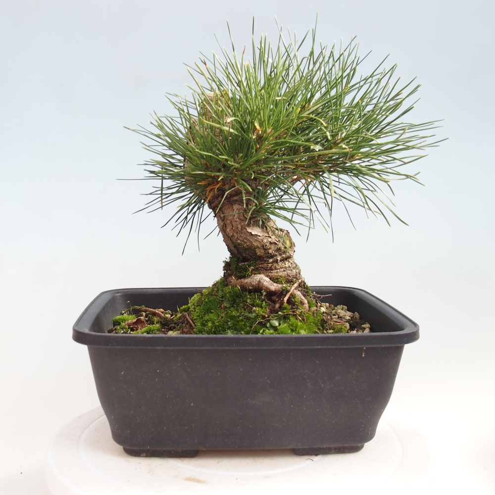 Outdoor bonsai - Pinus thunbergii - sosna Thunberga