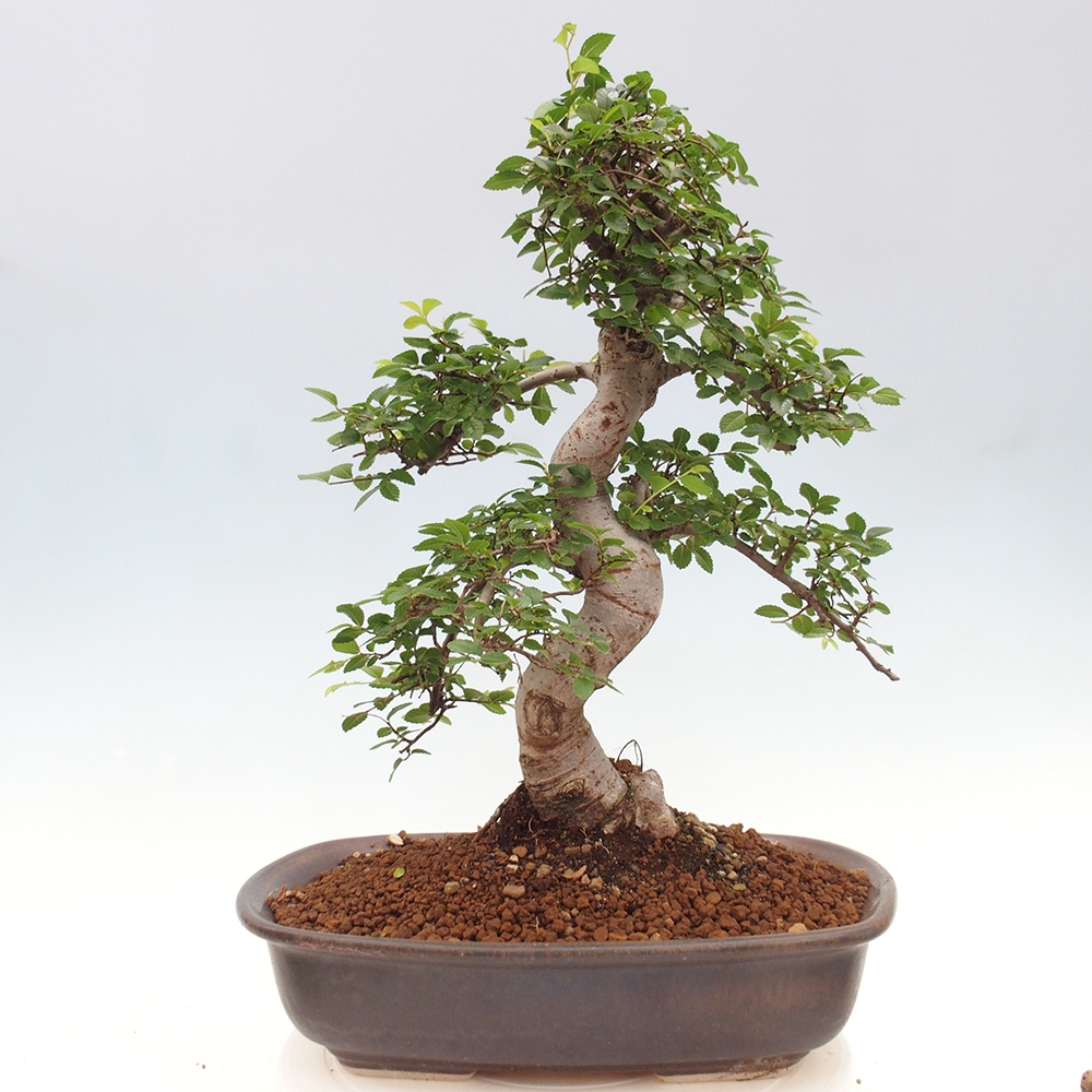 Bonsai wewnętrzne - Ulmus parvifolia - Wiąz drobnolistny