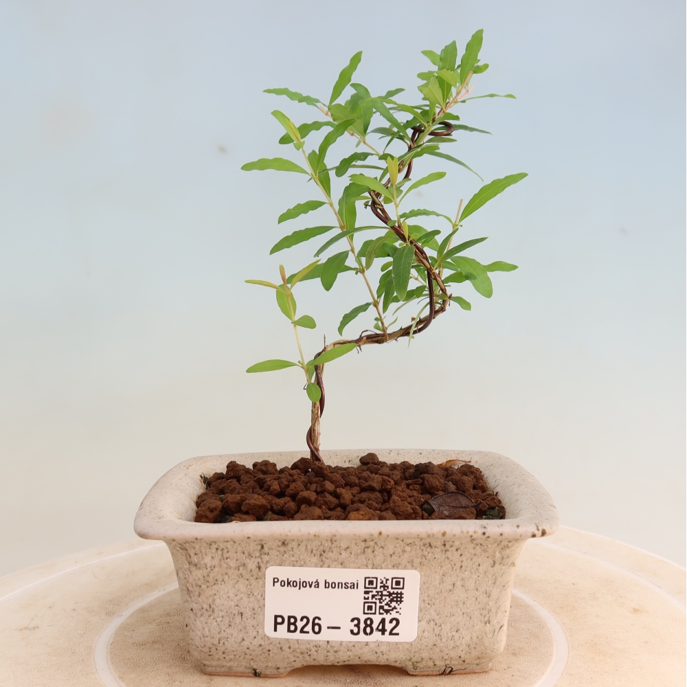 Pokój bonsai - PUNICA granatum nana - jabłko granatu