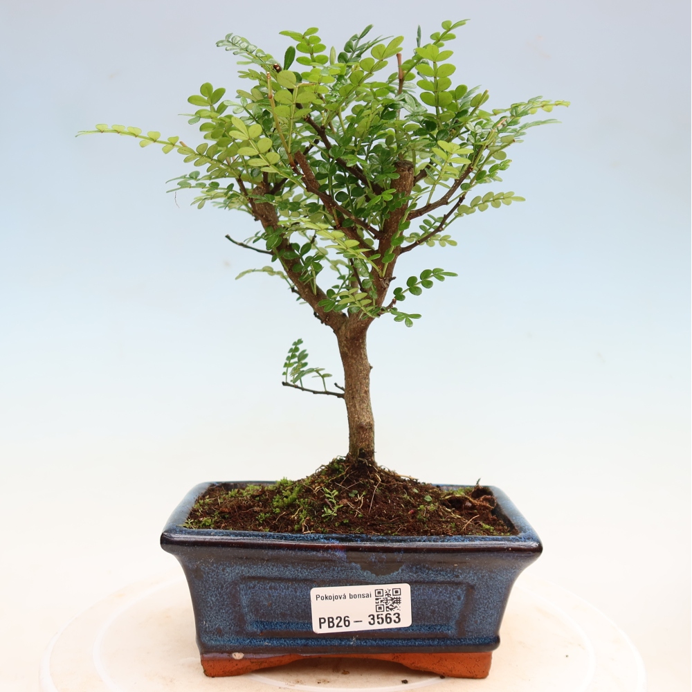Pokój bonsai - Zantoxylum piperitum - drzewo pieprzowe