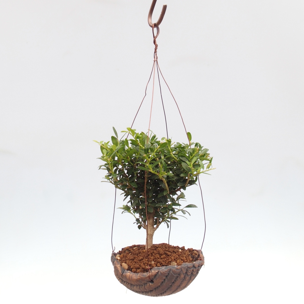 Kokedama z ceramiki - Ilex crenata - Holly