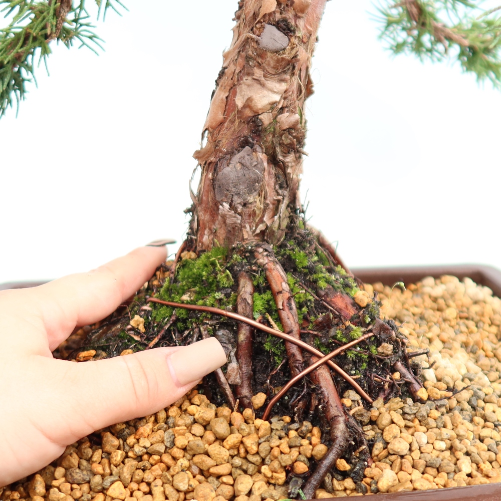 Outdoor bonsai - Juniperus chinensis Kishu