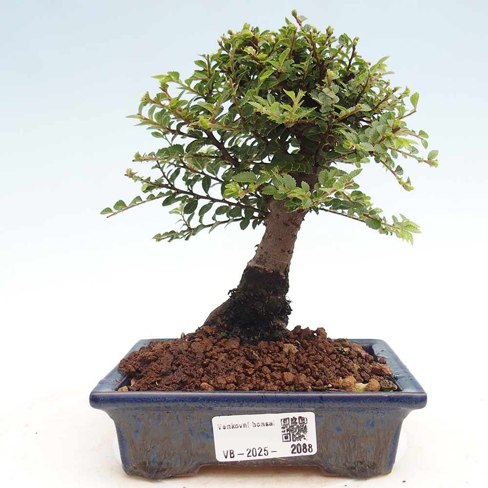 Bonsai zewnętrzne - Ulmus parvifolia Hokkaido - wiąz chiński