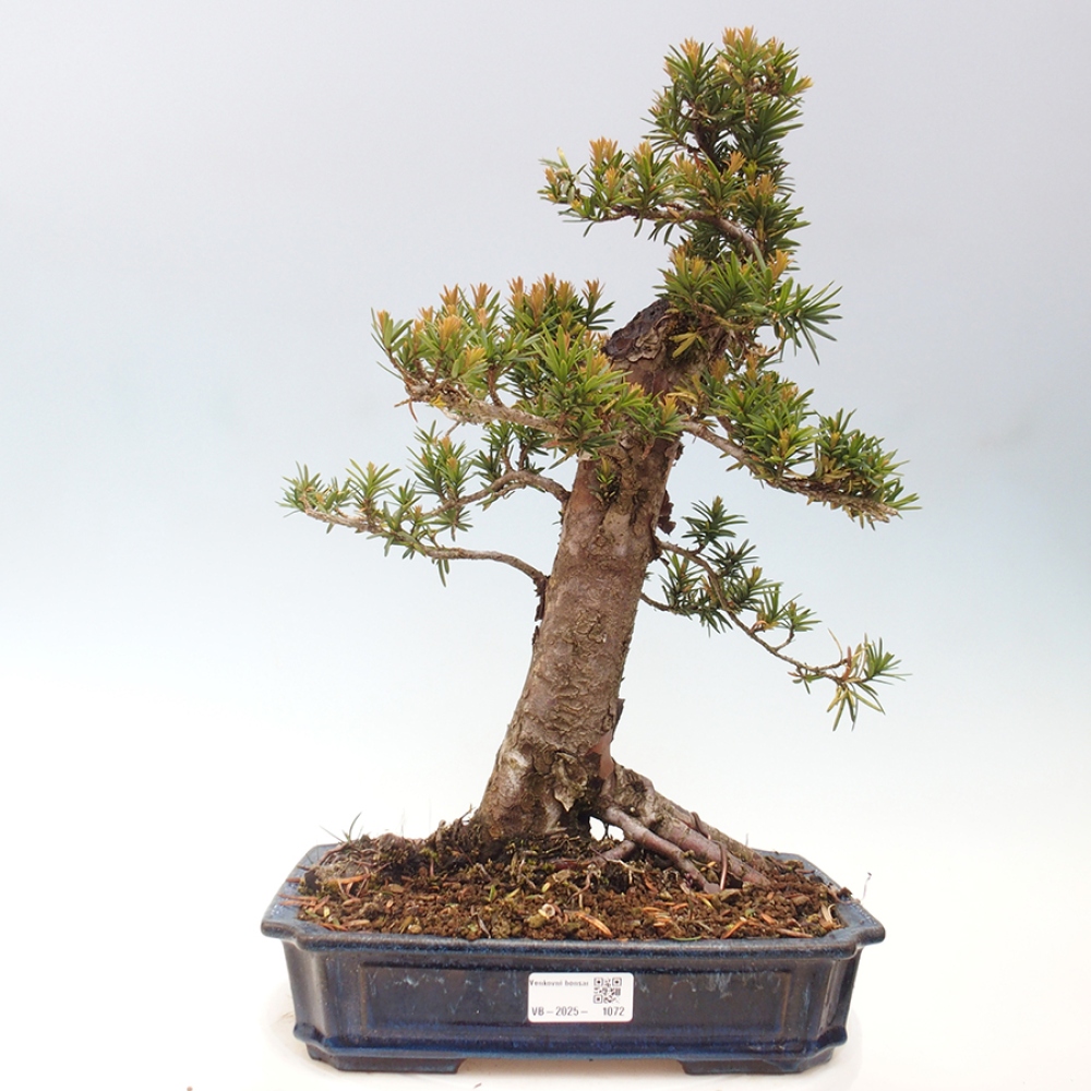 Bonsai na zewnątrz - Taxus cuspidata - cis japoński