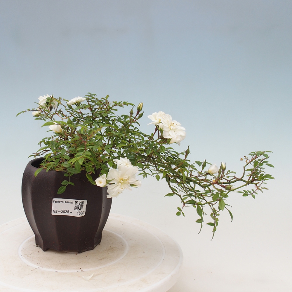 Bonsai na zewnątrz - Rosa Sea Foam - róża 