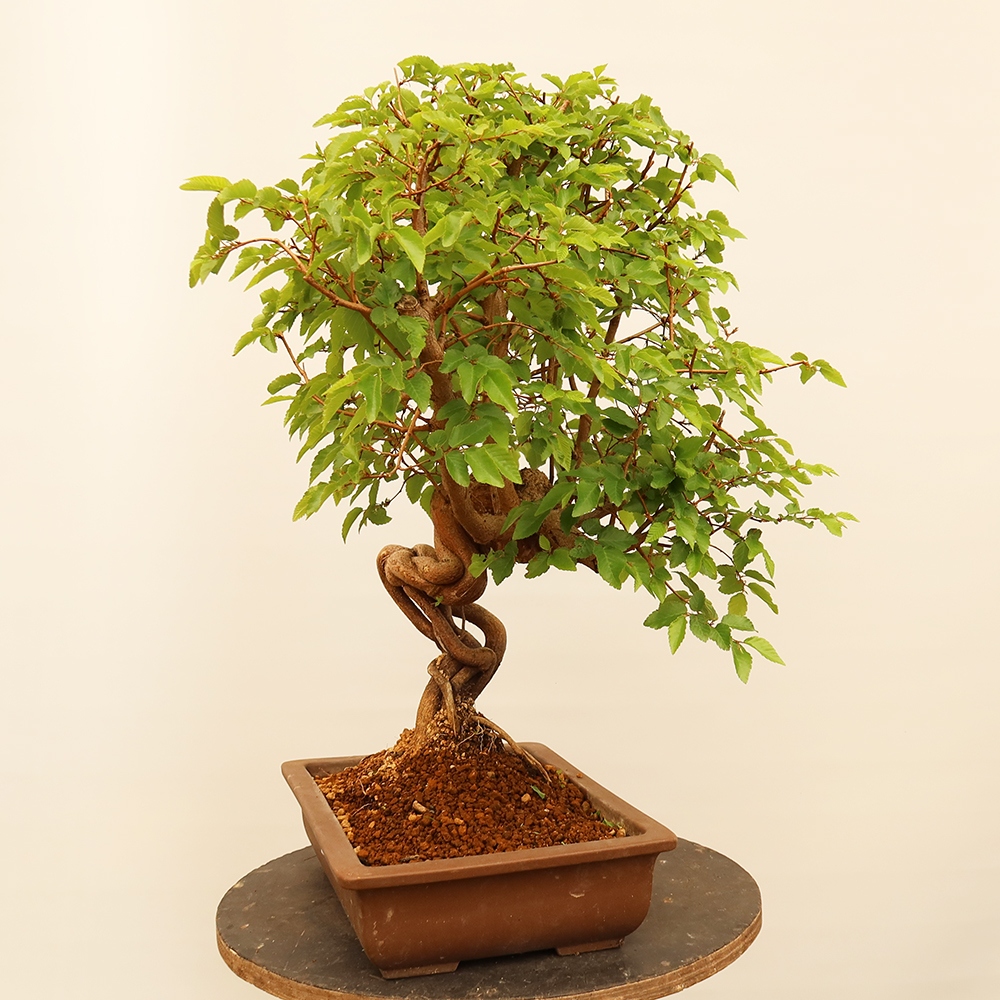 Bonsai plenerowe - Carpinus Coreana - grab koreański