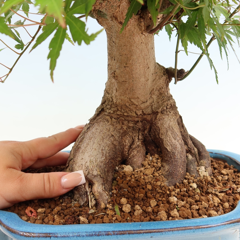 Outdoor bonsai - Klon burgeryjski - Acer burgerianum