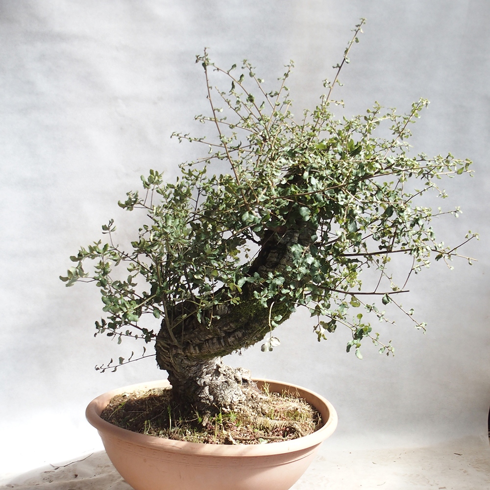 Bonsai zewnętrzne Quercus suber
