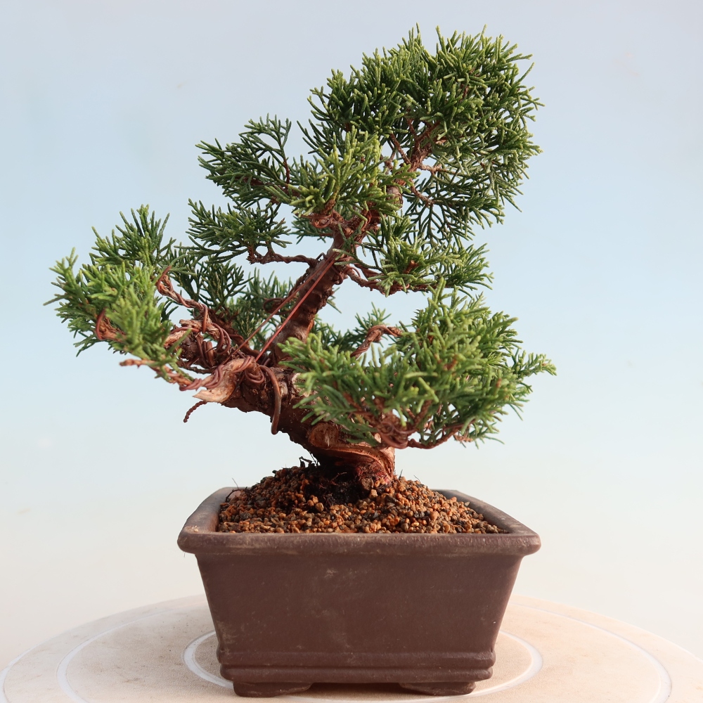 Outdoor bonsai - Juniperus chinensis Itoigawa - Jałowiec chiński