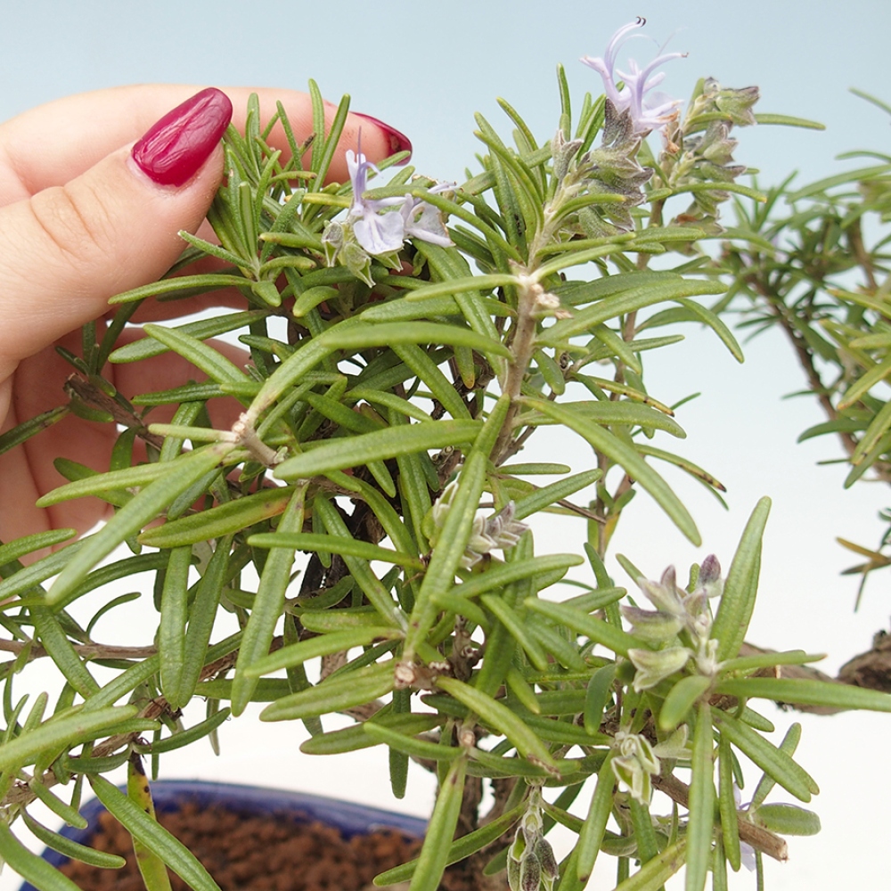 Outdoor bonsai - Rozmaryn - Rosmarinus officinalis