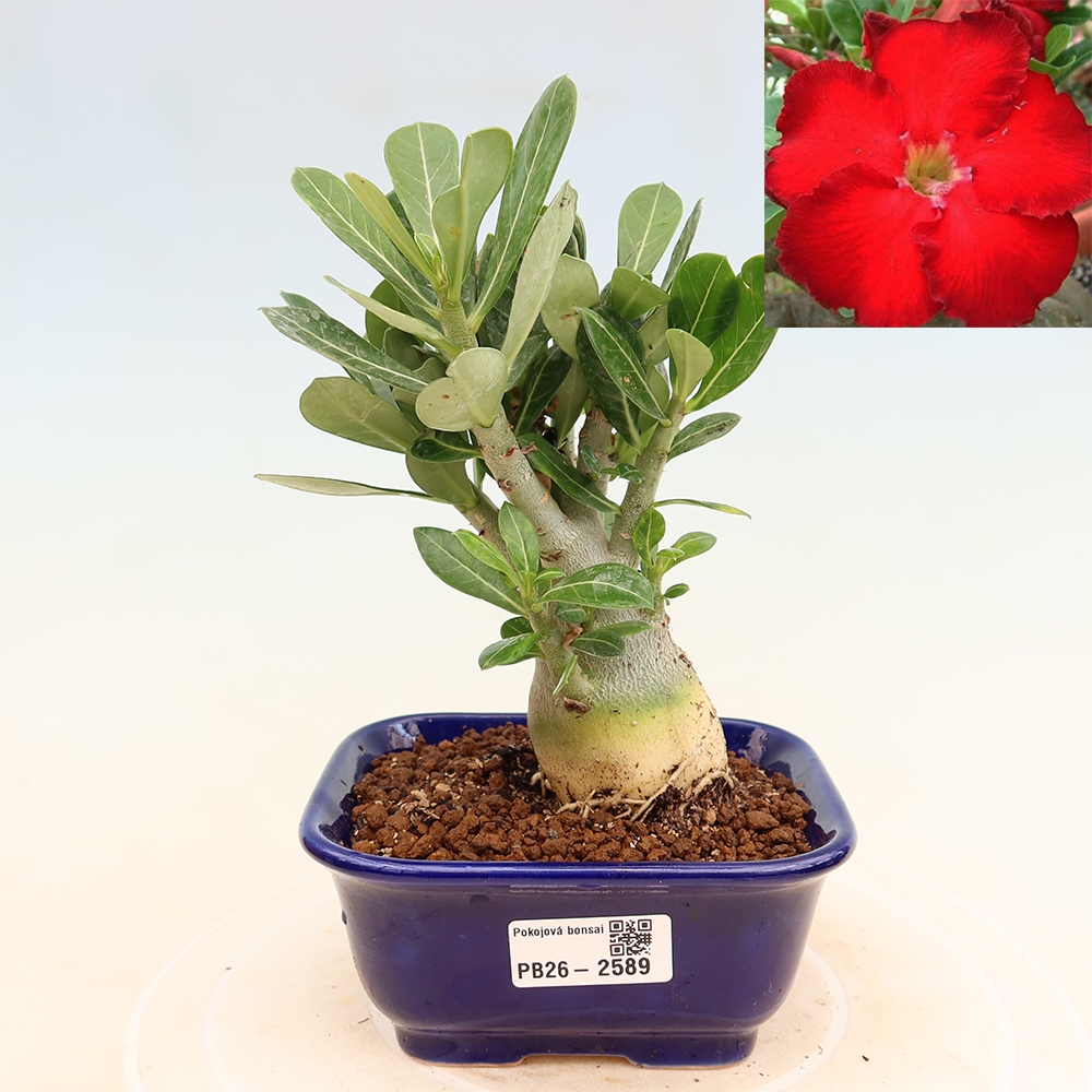 Bonsai pokojowe – Adenium obesum Red Star – Róża pustynna