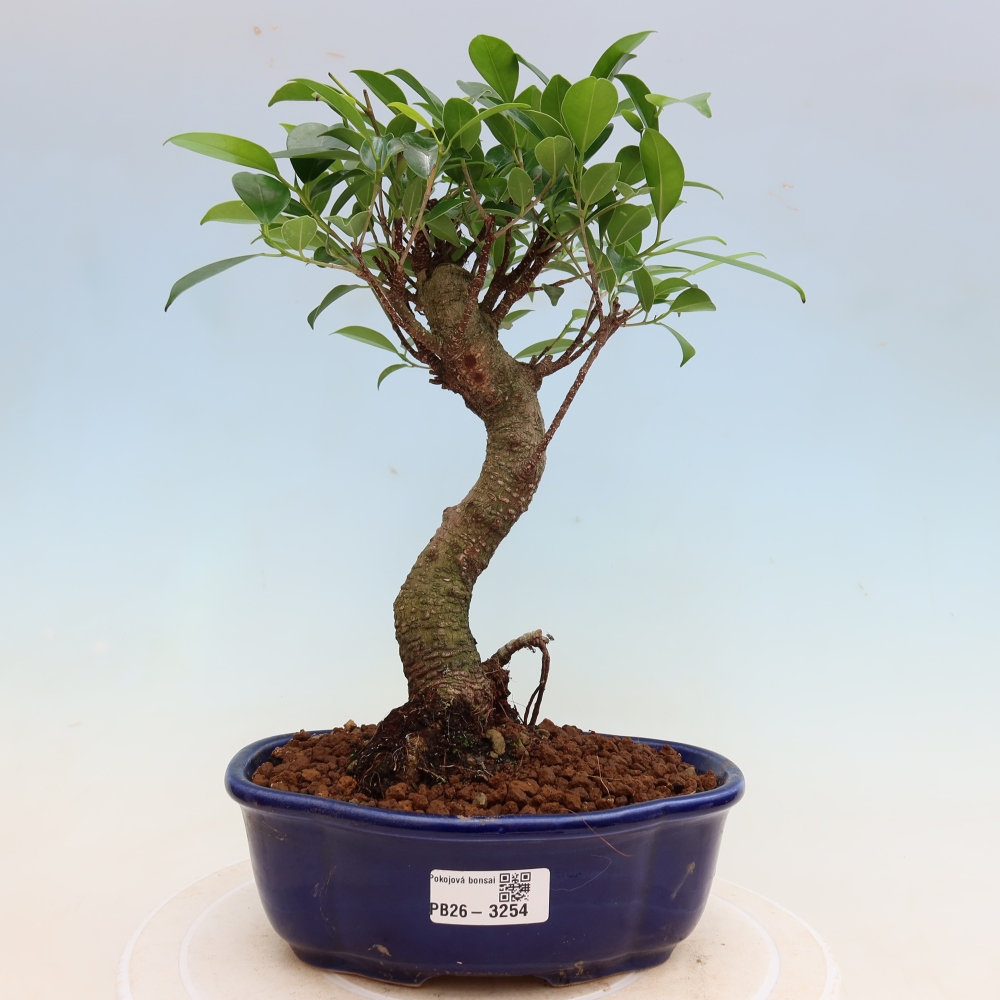 Pokój bonsai - Ficus kimmen - figowiec drobnolistny