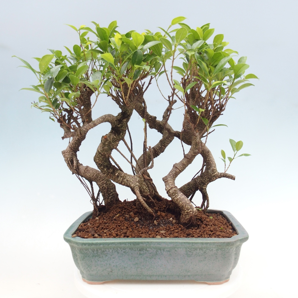 Pokój bonsai - Ficus kimmen - figowiec drobnolistny
