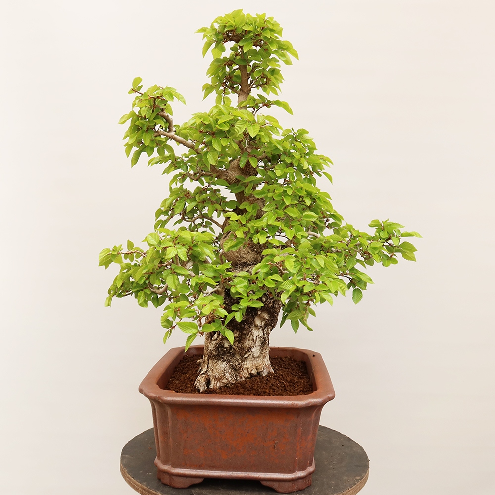 Bonsai plenerowe - Carpinus Coreana - grab koreański