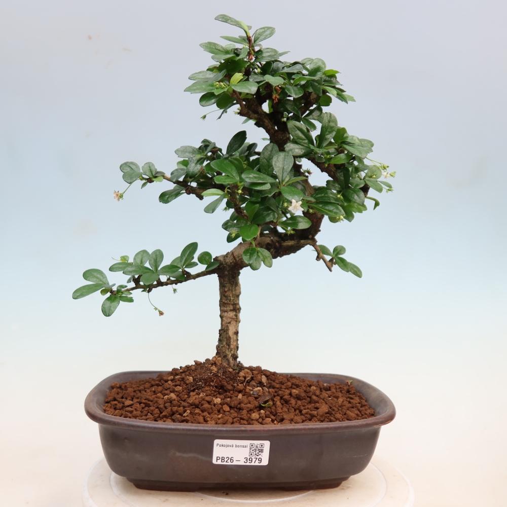 Bonsai pokojowe - Carmona macrophylla - Tea fuki