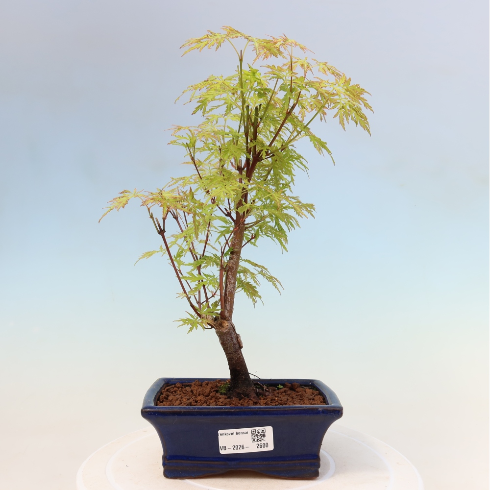 Bonsai ogrodowe – Acer palmatum Dissectum – klon palmowy 