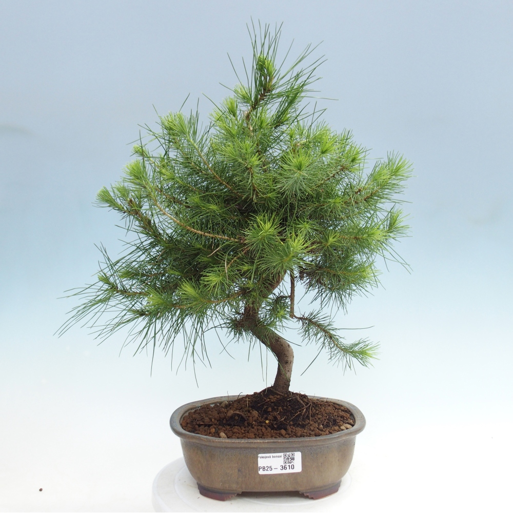 Pokój bonsai - Pinus halepensis - Sosna z Aleppo